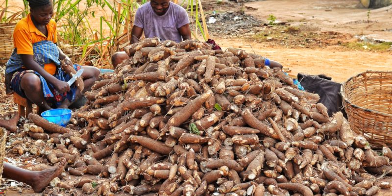 Consortium Begins Use of Cassava Peels to Produce Energy Nigeria