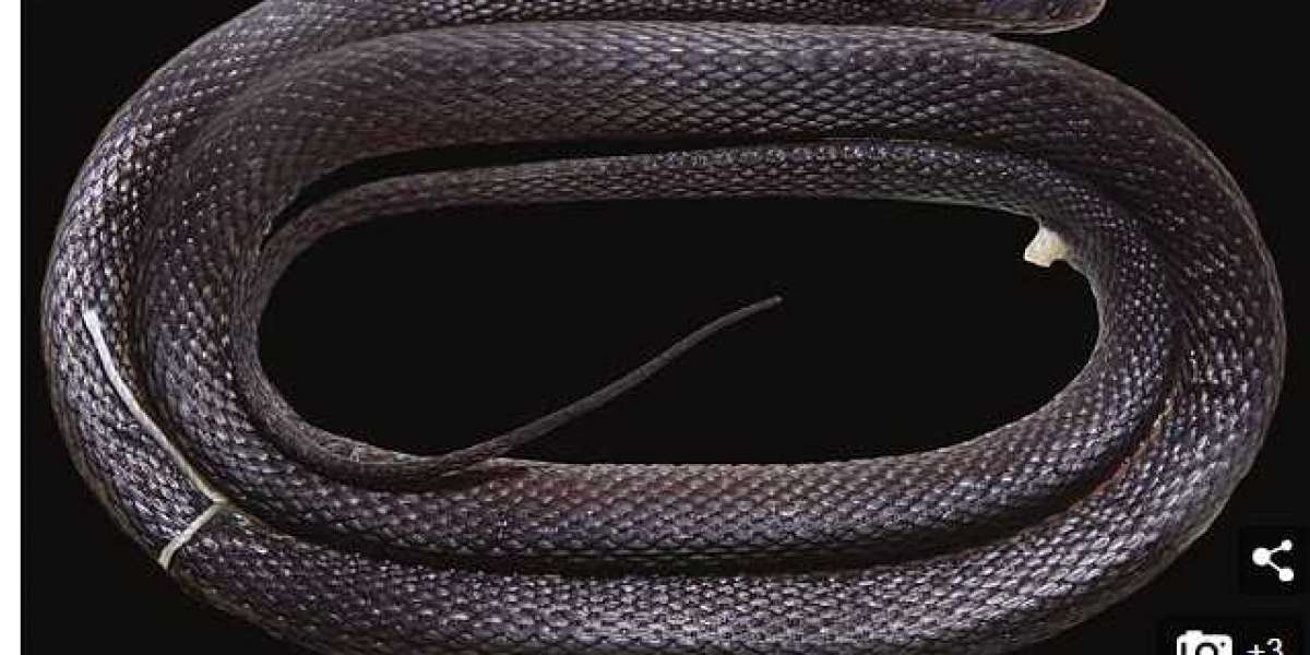 Rare Iridescent Snake Discovered In Vietnam - (Photos)