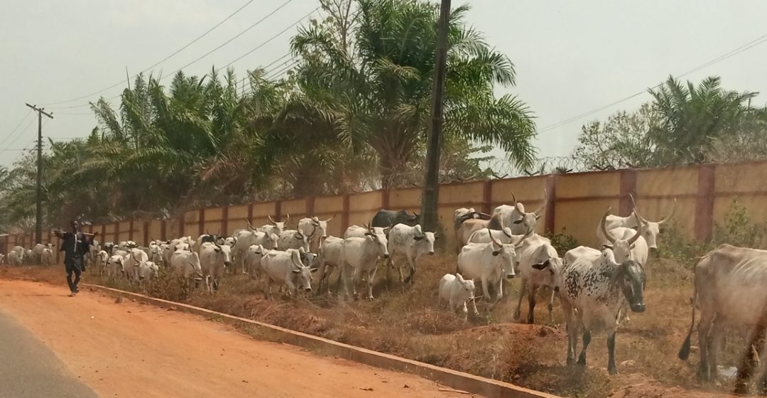 Ondo: Herders flout Akeredolus order, residents express mixed feelings - News Centric