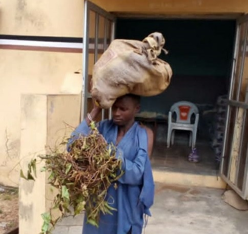 Court jails yam thief 6 months - StraightNews