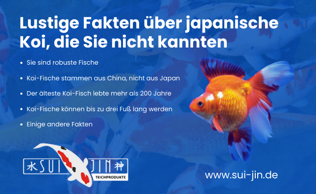 Lustige Fakten über japanische Koi, die Sie nicht kannten | Koifutter Online