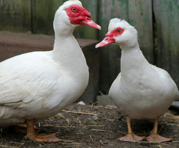 MUST READ. 10 Reasons why Arewa should focus on  Muscovy Duck farming